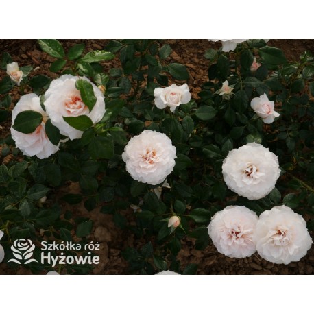 Royal Diva™  Pokaźne kwiaty, nabite płatkami, kremowej barwy, bardzo intensywnie pachnie. Lśniący liść. Niski krzew.