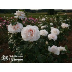 Royal Diva™  Pokaźne kwiaty, nabite płatkami, kremowej barwy, bardzo intensywnie pachnie. Lśniący liść. Niski krzew.