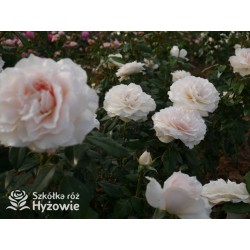 Royal Diva™  Pokaźne kwiaty, nabite płatkami, kremowej barwy, bardzo intensywnie pachnie. Lśniący liść. Niski krzew.