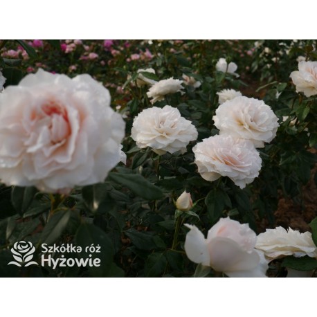 Royal Diva™  Pokaźne kwiaty, nabite płatkami, kremowej barwy, bardzo intensywnie pachnie. Lśniący liść. Niski krzew.