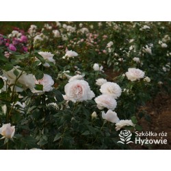 Royal Diva™  Pokaźne kwiaty, nabite płatkami, kremowej barwy, bardzo intensywnie pachnie. Lśniący liść. Niski krzew.