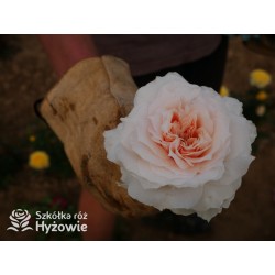 Royal Diva™  Pokaźne kwiaty, nabite płatkami, kremowej barwy, bardzo intensywnie pachnie. Lśniący liść. Niski krzew.