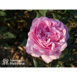 Our last summer™ Pokaźny, klasyczny kwiat, różowej barwy, intensywnie pachnie. Lśniący liść. Wysoki krzew.