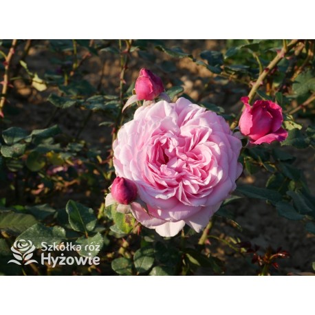 Our last summer™ Pokaźny, klasyczny kwiat, różowej barwy, intensywnie pachnie. Lśniący liść. Wysoki krzew.