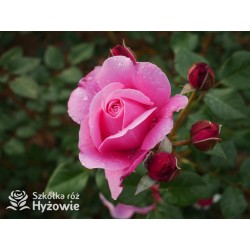 Our last summer™ Pokaźny, klasyczny kwiat, różowej barwy, intensywnie pachnie. Lśniący liść. Wysoki krzew.