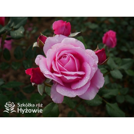 Our last summer™ Pokaźny, klasyczny kwiat, różowej barwy, intensywnie pachnie. Lśniący liść. Wysoki krzew.