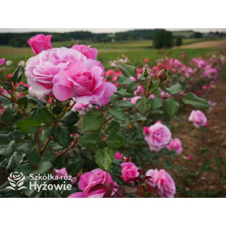 Our last summer™ Pokaźny, klasyczny kwiat, różowej barwy, intensywnie pachnie. Lśniący liść. Wysoki krzew.