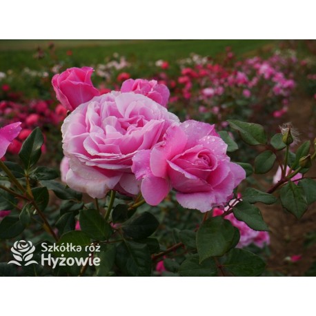 Our last summer™ Pokaźny, klasyczny kwiat, różowej barwy, intensywnie pachnie. Lśniący liść. Wysoki krzew.