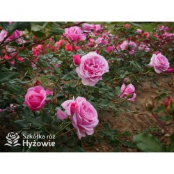 Our last summer™ Pokaźny, klasyczny kwiat, różowej barwy, intensywnie pachnie. Lśniący liść. Wysoki krzew.