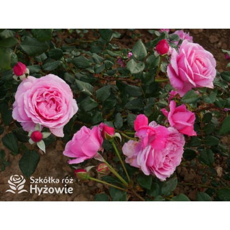 Our last summer™ Pokaźny, klasyczny kwiat, różowej barwy, intensywnie pachnie. Lśniący liść. Wysoki krzew.