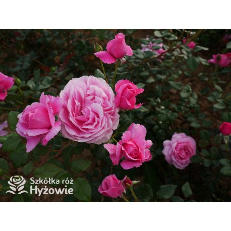 Our last summer™ Pokaźny, klasyczny kwiat, różowej barwy, intensywnie pachnie. Lśniący liść. Wysoki krzew.