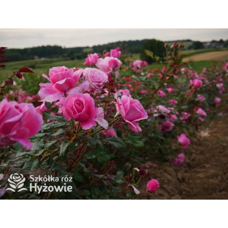 Our last summer™ Pokaźny, klasyczny kwiat, różowej barwy, intensywnie pachnie. Lśniący liść. Wysoki krzew.