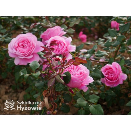 Our last summer™ Pokaźny, klasyczny kwiat, różowej barwy, intensywnie pachnie. Lśniący liść. Wysoki krzew.