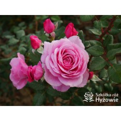 Our last summer™ Pokaźny, klasyczny kwiat, różowej barwy, intensywnie pachnie. Lśniący liść. Wysoki krzew.