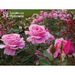 Our last summer™ Pokaźny, klasyczny kwiat, różowej barwy, intensywnie pachnie. Lśniący liść. Wysoki krzew.