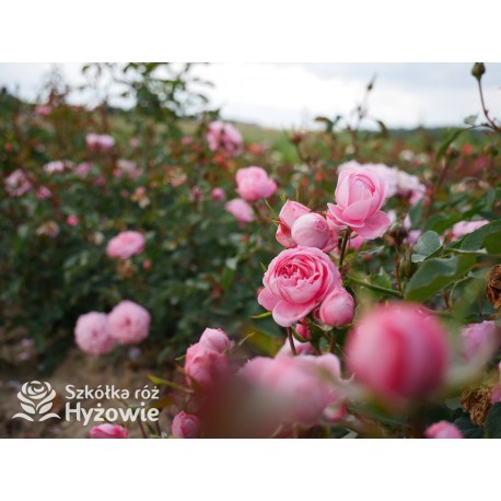 Inner Wheel Forever™ Duże kwiaty, nabite płatkami, ciepłej różowej barwy, przyjemnie pachnące. Niski krzew.