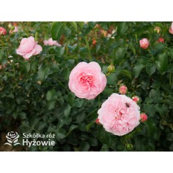 Inner Wheel Forever™ Duże kwiaty, nabite płatkami, ciepłej różowej barwy, przyjemnie pachnące. Niski krzew.