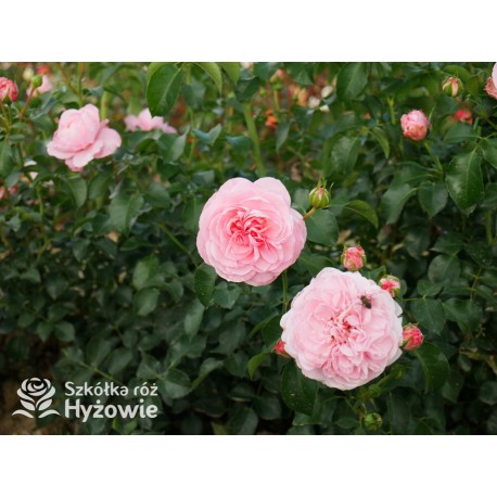 Inner Wheel Forever™ Duże kwiaty, nabite płatkami, ciepłej różowej barwy, przyjemnie pachnące. Niski krzew.