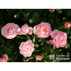 Inner Wheel Forever™ Duże kwiaty, nabite płatkami, ciepłej różowej barwy, przyjemnie pachnące. Niski krzew.