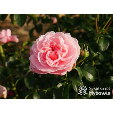 Inner Wheel Forever™ Duże kwiaty, nabite płatkami, ciepłej różowej barwy, przyjemnie pachnące. Niski krzew.