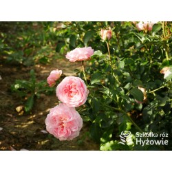 Inner Wheel Forever™ Duże kwiaty, nabite płatkami, ciepłej różowej barwy, przyjemnie pachnące. Niski krzew.