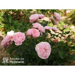 Inner Wheel Forever™ Duże kwiaty, nabite płatkami, ciepłej różowej barwy, przyjemnie pachnące. Niski krzew.