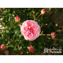 Inner Wheel Forever™ Duże kwiaty, nabite płatkami, ciepłej różowej barwy, przyjemnie pachnące. Niski krzew.