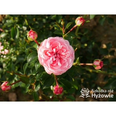 Inner Wheel Forever™ Duże kwiaty, nabite płatkami, ciepłej różowej barwy, przyjemnie pachnące. Niski krzew.