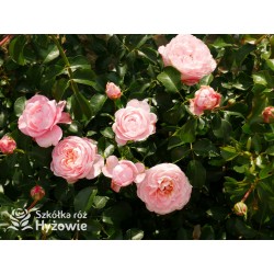 Inner Wheel Forever™ Duże kwiaty, nabite płatkami, ciepłej różowej barwy, przyjemnie pachnące. Niski krzew.