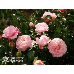 Inner Wheel Forever™ Duże kwiaty, nabite płatkami, ciepłej różowej barwy, przyjemnie pachnące. Niski krzew.