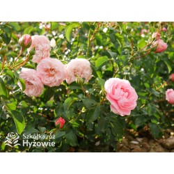 Inner Wheel Forever™ Duże kwiaty, nabite płatkami, ciepłej różowej barwy, przyjemnie pachnące. Niski krzew.