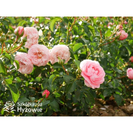 Inner Wheel Forever™ Duże kwiaty, nabite płatkami, ciepłej różowej barwy, przyjemnie pachnące. Niski krzew.