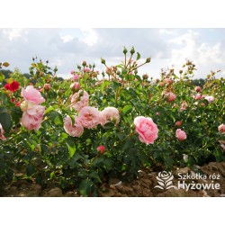 Inner Wheel Forever™ Duże kwiaty, nabite płatkami, ciepłej różowej barwy, przyjemnie pachnące. Niski krzew.