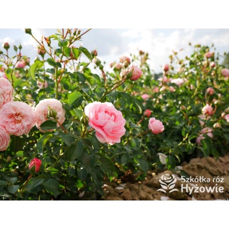 Inner Wheel Forever™ Duże kwiaty, nabite płatkami, ciepłej różowej barwy, przyjemnie pachnące. Niski krzew.