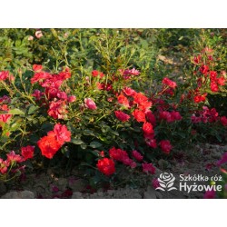 Lady in red™ Drobne kwiaty, intenesywnie czerwonej barwy, przyjemnie pachną. Niski krzew.