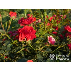 Lady in red™ Drobne kwiaty, intenesywnie czerwonej barwy, przyjemnie pachną. Niski krzew.