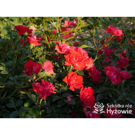 Lady in red™ Drobne kwiaty, intenesywnie czerwonej barwy, przyjemnie pachną. Niski krzew.
