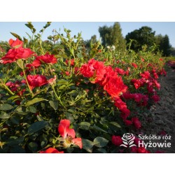 Lady in red™ Drobne kwiaty, intenesywnie czerwonej barwy, przyjemnie pachną. Niski krzew.