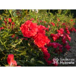 Lady in red™ Drobne kwiaty, intenesywnie czerwonej barwy, przyjemnie pachną. Niski krzew.