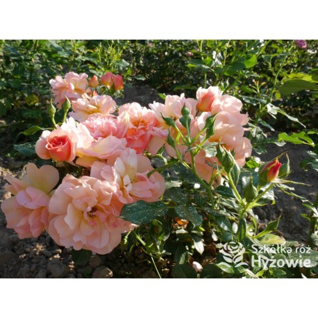 Prins Henrik's Rose™ Duże, otwarte kwiaty, herbacianej barwy. Niski krzew.