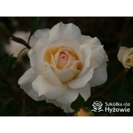 So much love™ Ogromne, pełne kwiaty, kremowej barwy, przyjemnie pachnące. Ciemnozielone liście. Średniej wysokości krzew.