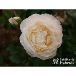 So much love™ Ogromne, pełne kwiaty, kremowej barwy, przyjemnie pachnące. Ciemnozielone liście. Średniej wysokości krzew.