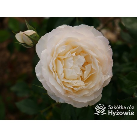 So much love™ Ogromne, pełne kwiaty, kremowej barwy, przyjemnie pachnące. Ciemnozielone liście. Średniej wysokości krzew.