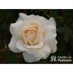 So much love™ Ogromne, pełne kwiaty, kremowej barwy, przyjemnie pachnące. Ciemnozielone liście. Średniej wysokości krzew.