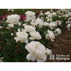 So much love™ Ogromne, pełne kwiaty, kremowej barwy, przyjemnie pachnące. Ciemnozielone liście. Średniej wysokości krzew.