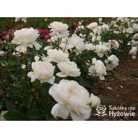 So much love™ Ogromne, pełne kwiaty, kremowej barwy, przyjemnie pachnące. Ciemnozielone liście. Średniej wysokości krzew.