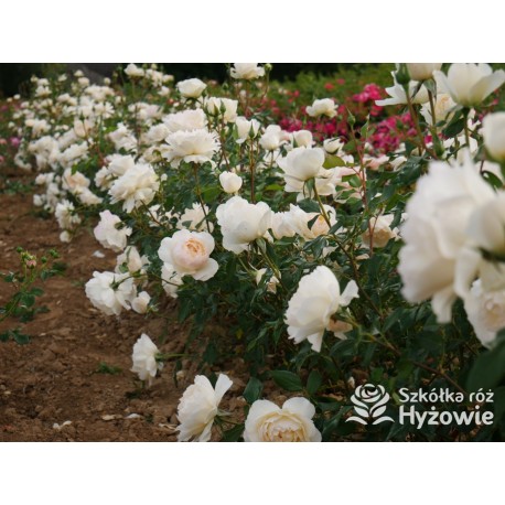 So much love™ Ogromne, pełne kwiaty, kremowej barwy, przyjemnie pachnące. Ciemnozielone liście. Średniej wysokości krzew.