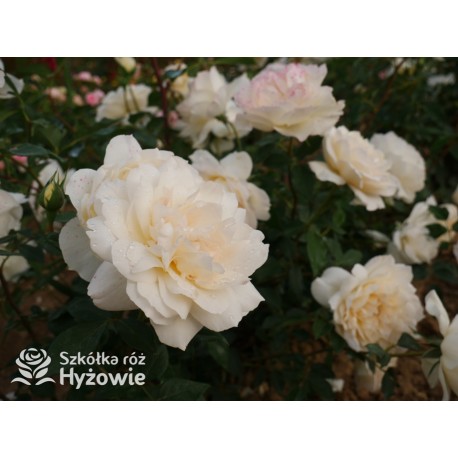 So much love™ Ogromne, pełne kwiaty, kremowej barwy, przyjemnie pachnące. Ciemnozielone liście. Średniej wysokości krzew.