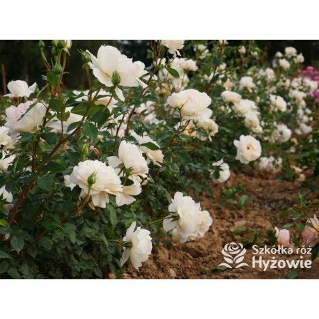 So much love™ Ogromne, pełne kwiaty, kremowej barwy, przyjemnie pachnące. Ciemnozielone liście. Średniej wysokości krzew.