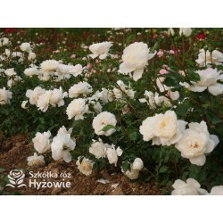 So much love™ Ogromne, pełne kwiaty, kremowej barwy, przyjemnie pachnące. Ciemnozielone liście. Średniej wysokości krzew.